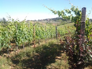 Tuscany Wine Tours