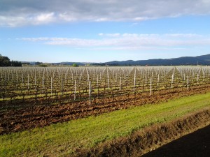 Vigneti di Bolgheri
