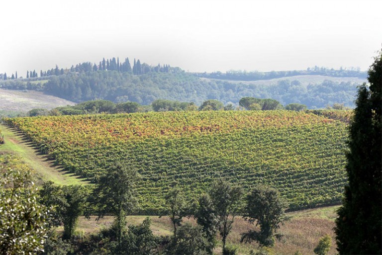 Scopri di più sull'articolo Visita la Tenuta Guicciardini Strozzi San Gimignano col servizio di noleggio con conducente (N.C.C.)