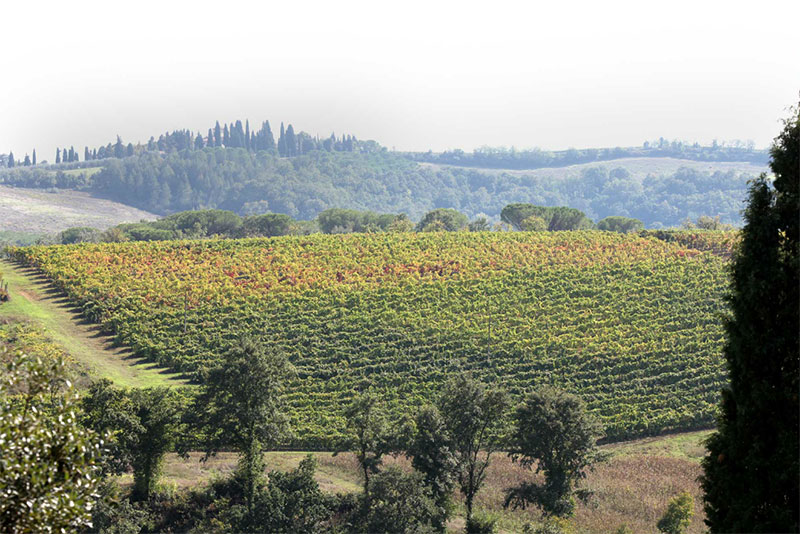 Scopri di più sull'articolo Visita la Tenuta Guicciardini Strozzi San Gimignano col servizio di noleggio con conducente (N.C.C.)